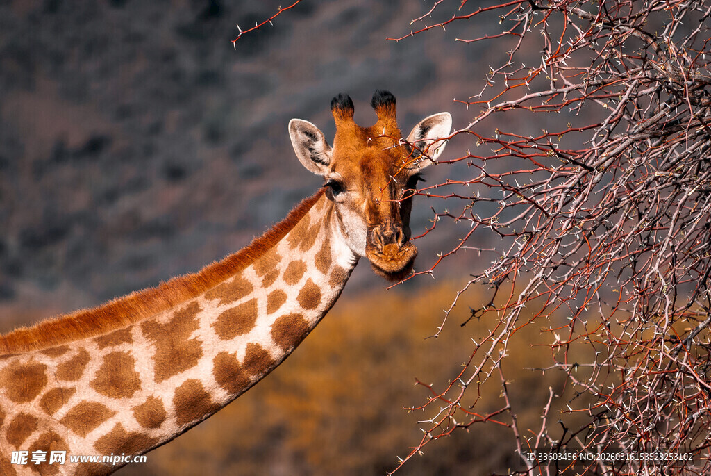 长颈鹿于枝叶间的特写