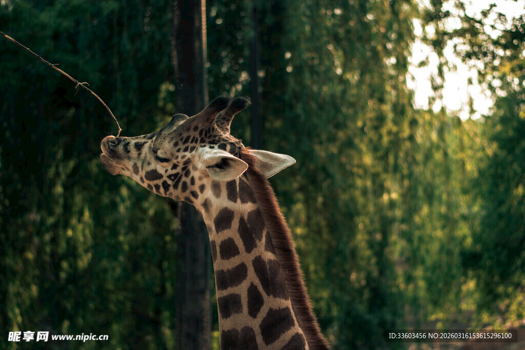 长颈鹿仰头吃悬挂食物