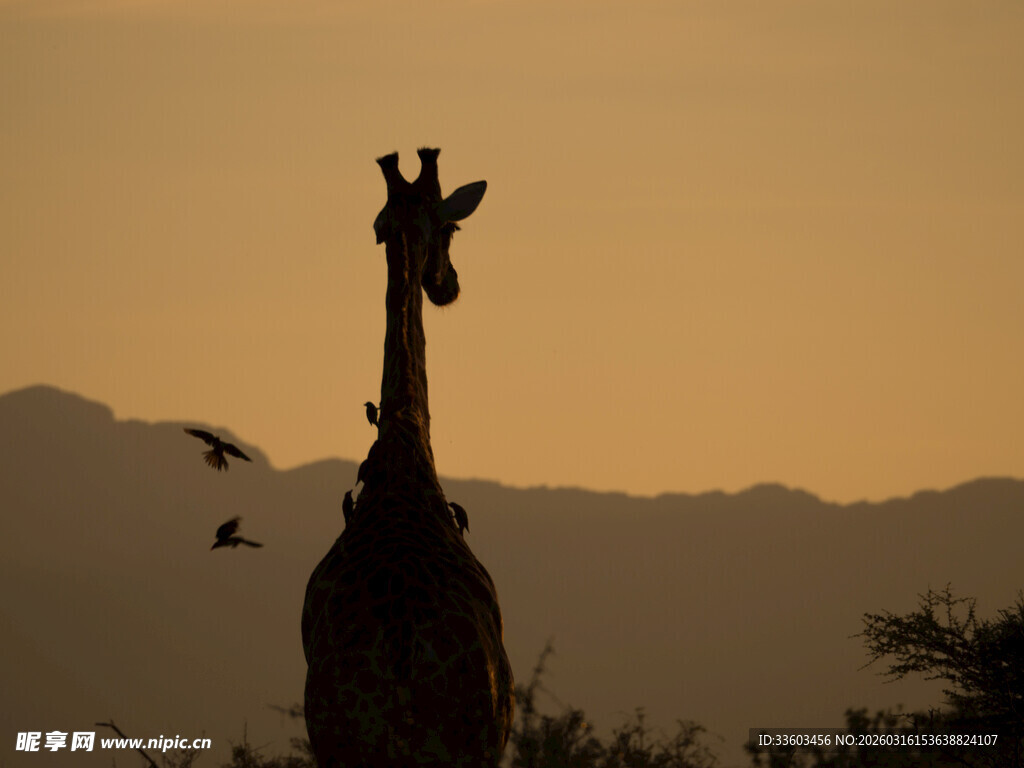 夕阳下的长颈鹿剪影