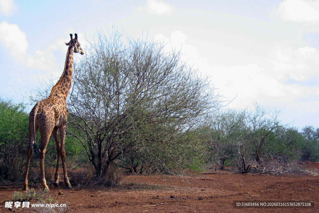 草原上的长颈鹿与灌木