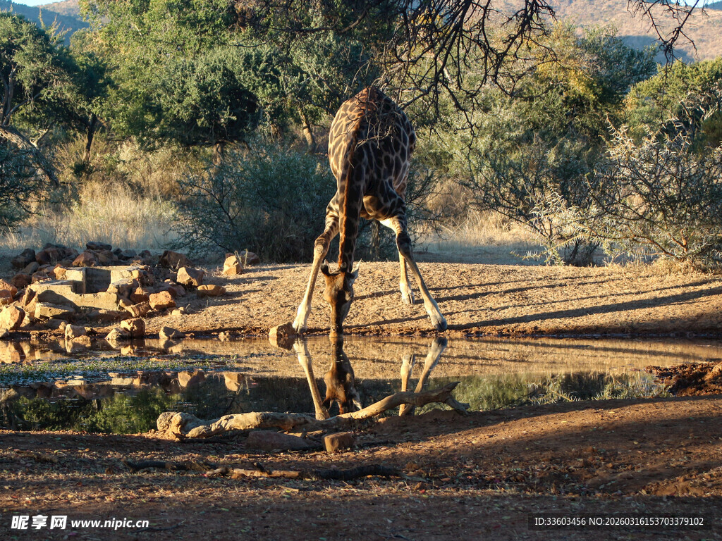 长颈鹿于水边站立