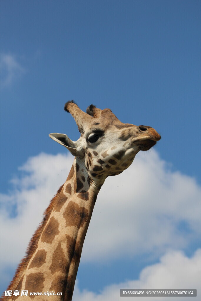 蓝天中长颈鹿的优雅身姿