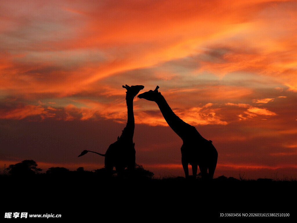 夕阳下亲昵的长颈鹿剪影