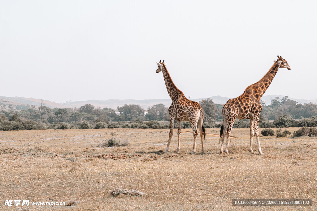 草原上的三只长颈鹿