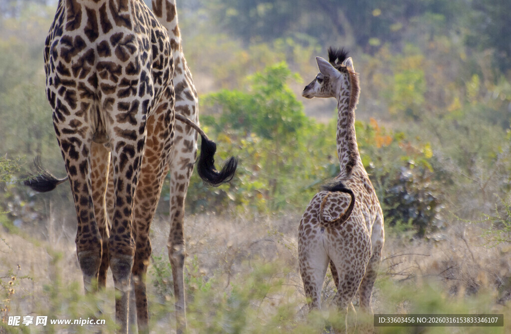 长颈鹿母子漫步草原