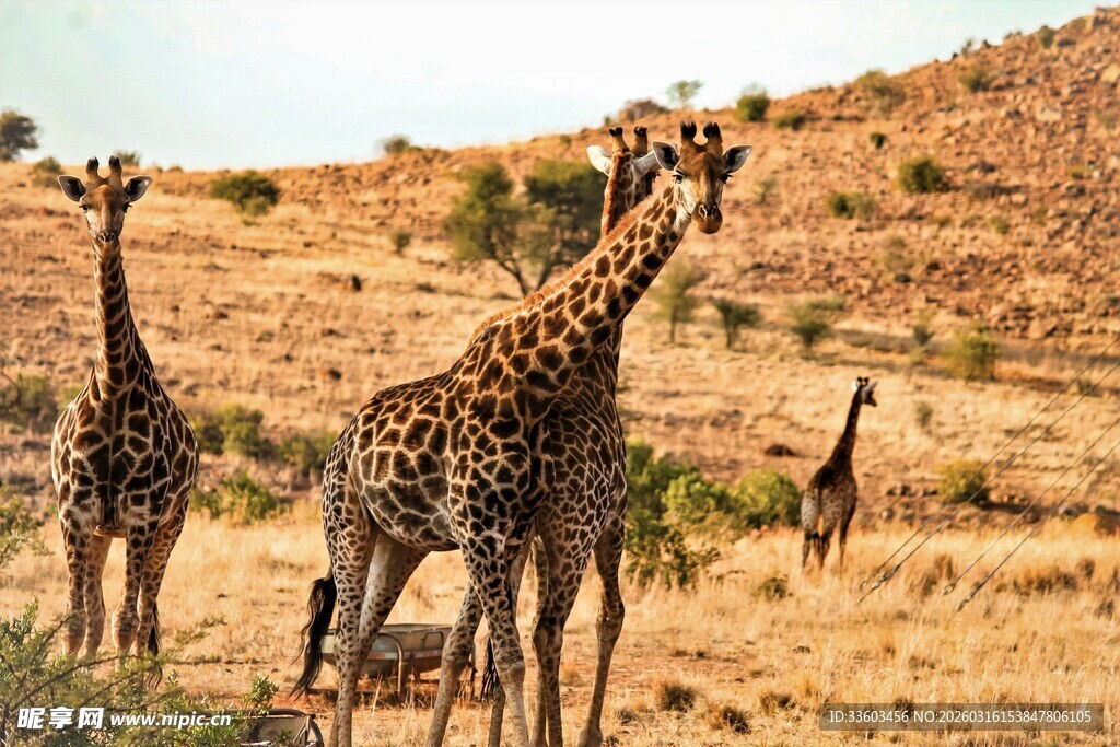 草原上的长颈鹿群