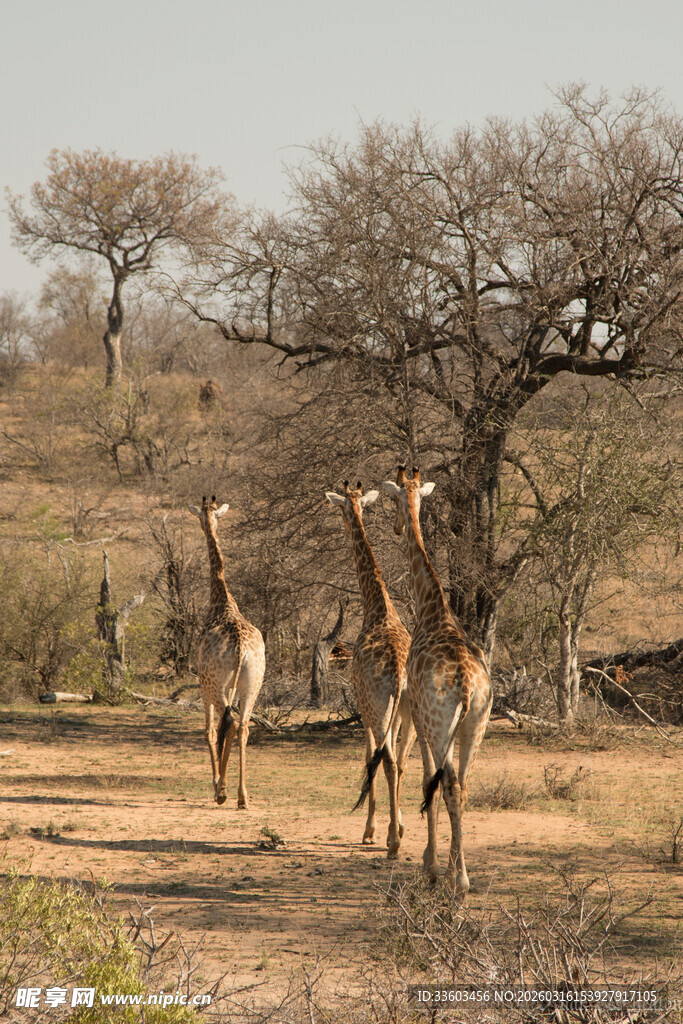 草原上的长颈鹿群
