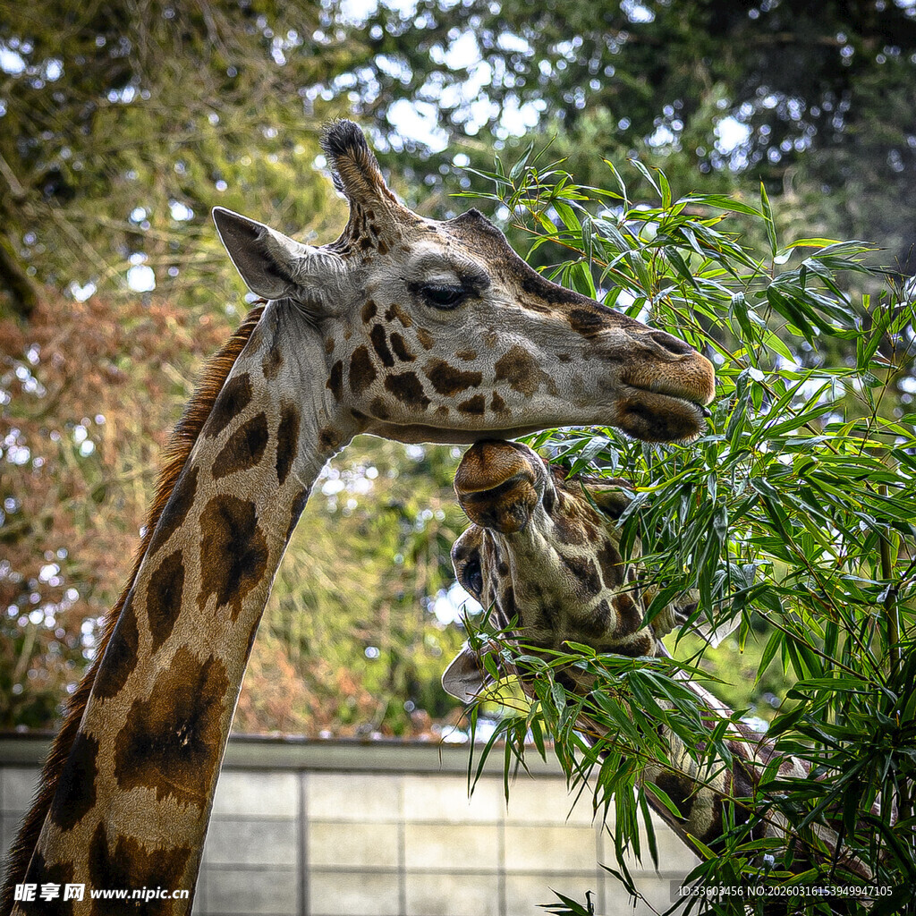 长颈鹿进食树叶