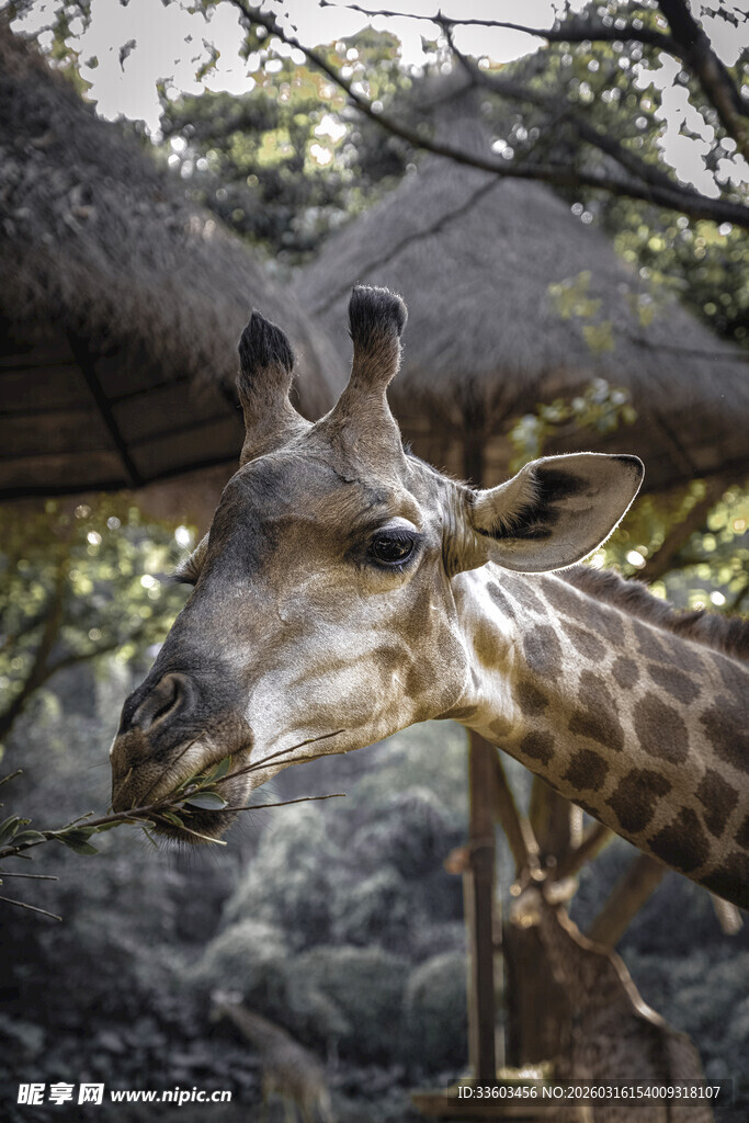 长颈鹿于林间的特写