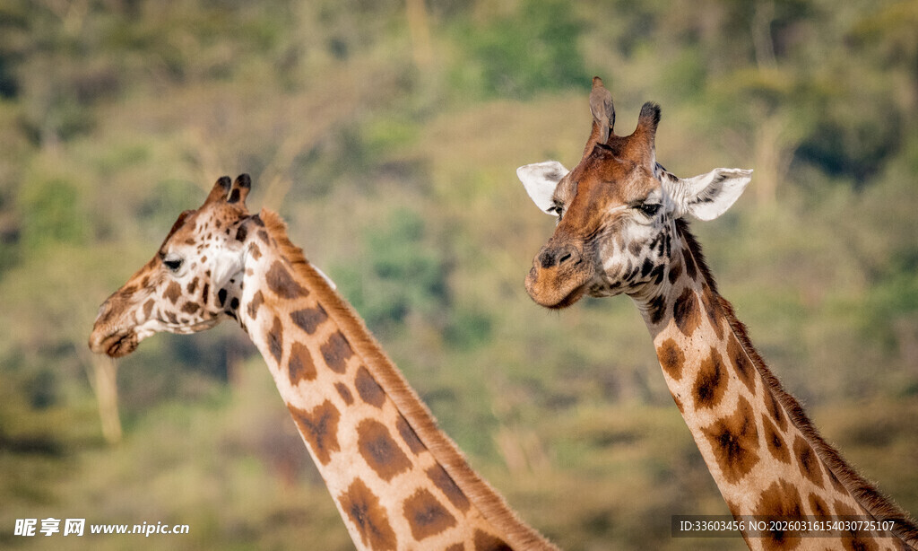 草原上的两只长颈鹿