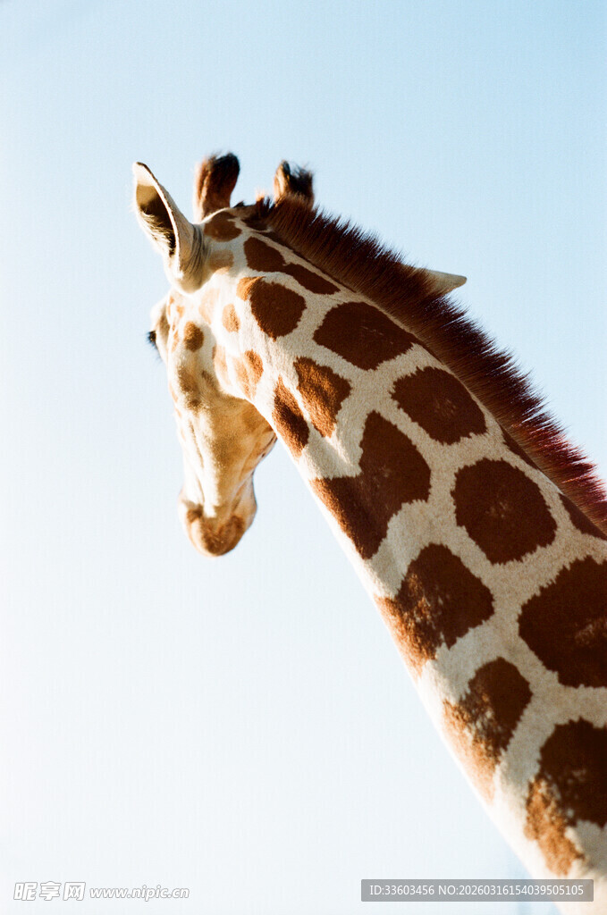 长颈鹿仰头望蓝天