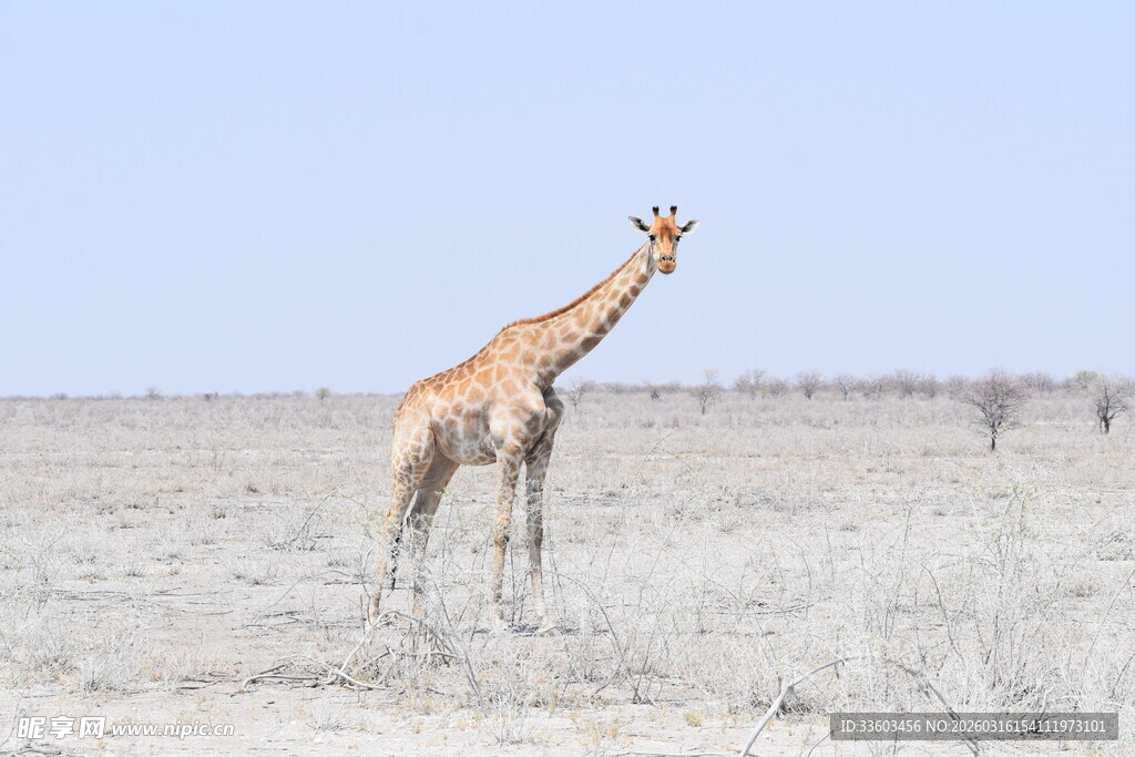 草原上的单只长颈鹿