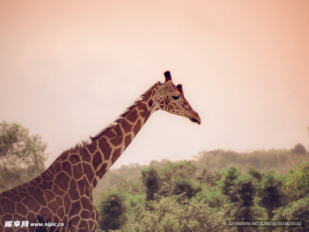 草原上的长颈鹿