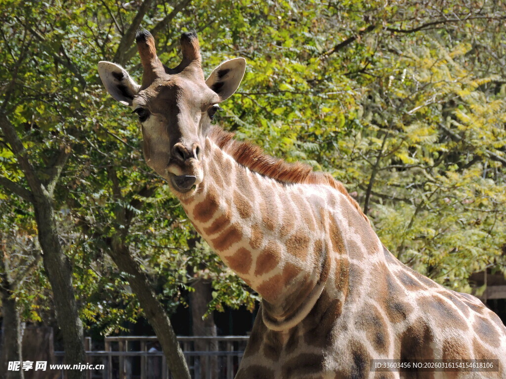 动物园中的长颈鹿