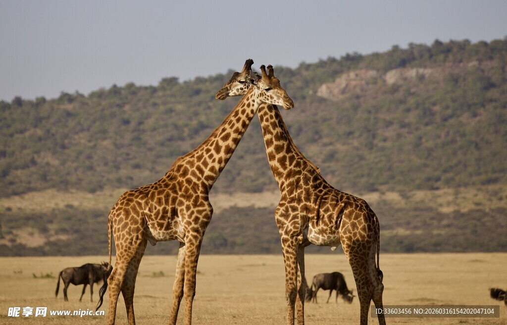 草原上亲昵的两只长颈鹿