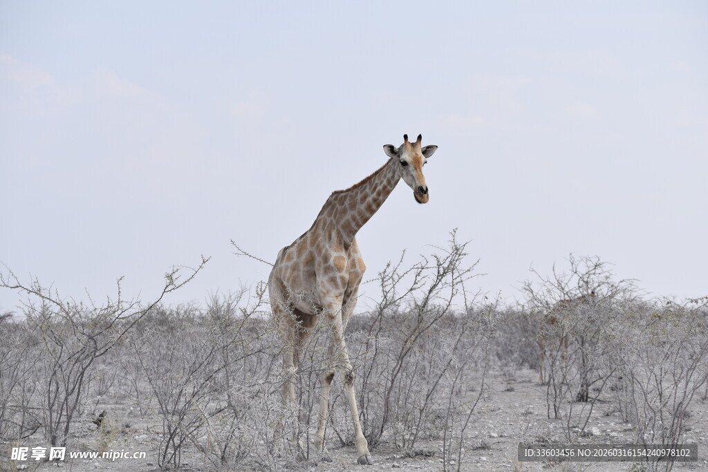 草原上的孤独长颈鹿
