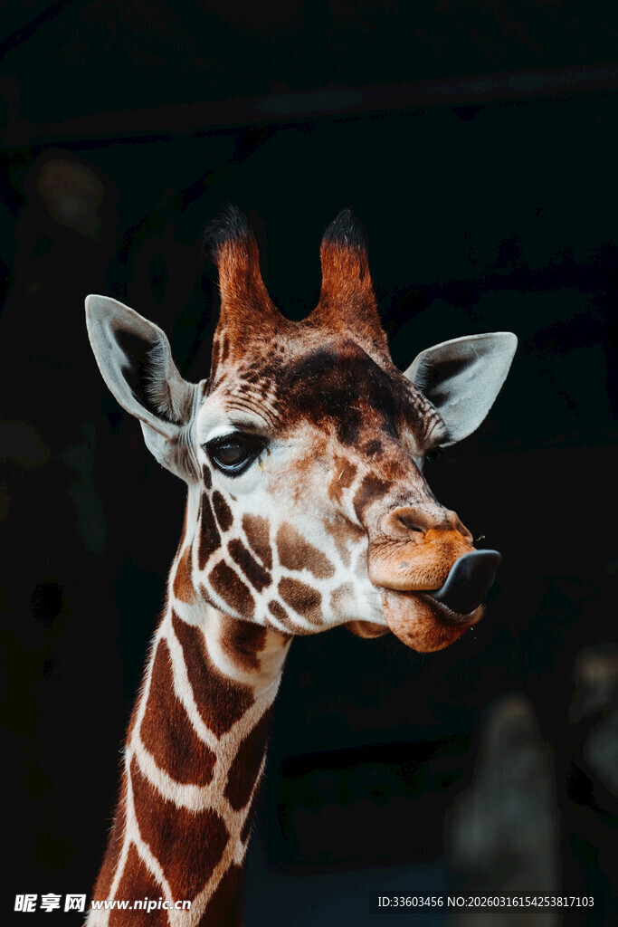 可爱长颈鹿特写