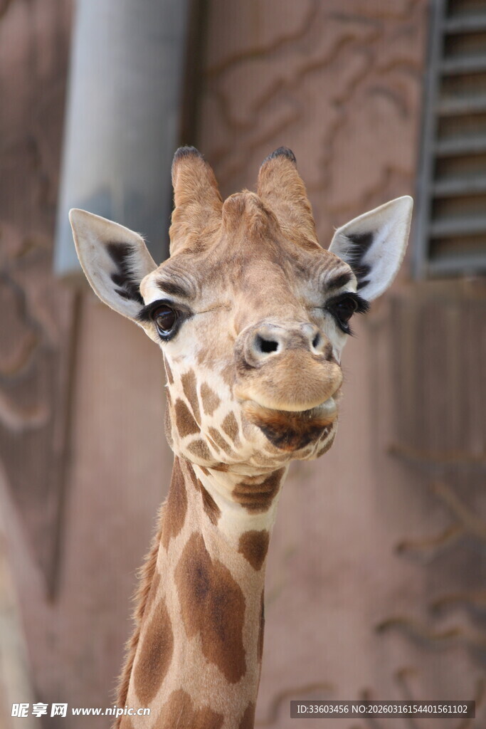 可爱长颈鹿特写