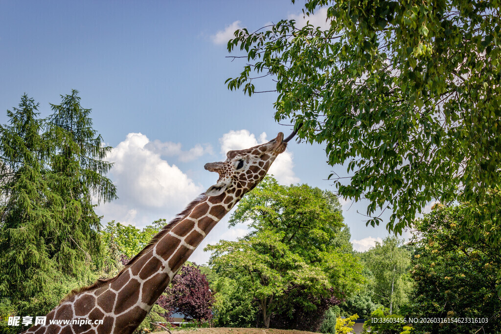 长颈鹿仰头吃树叶