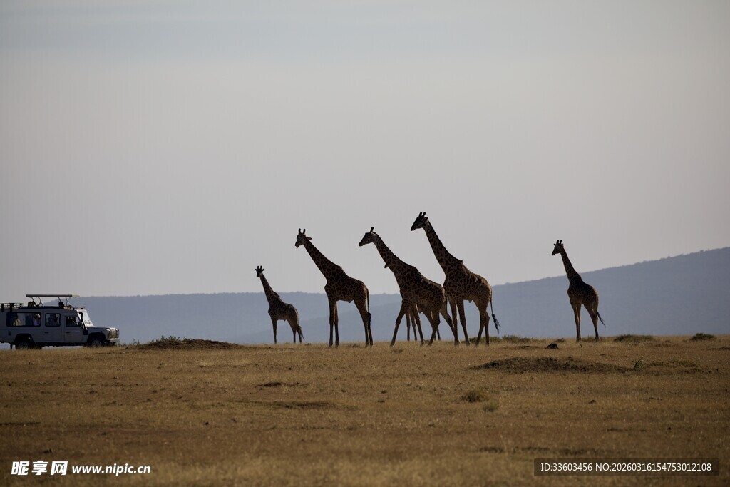 草原上的长颈鹿群