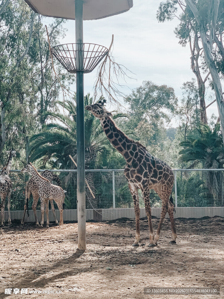 动物园中站立的长颈鹿