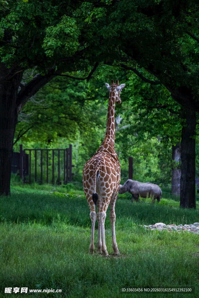 草地上的长颈鹿背影
