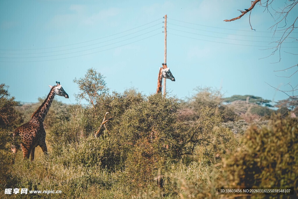 草原上的长颈鹿与瞭望者