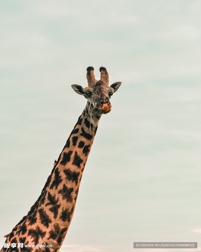 仰头的长颈鹿