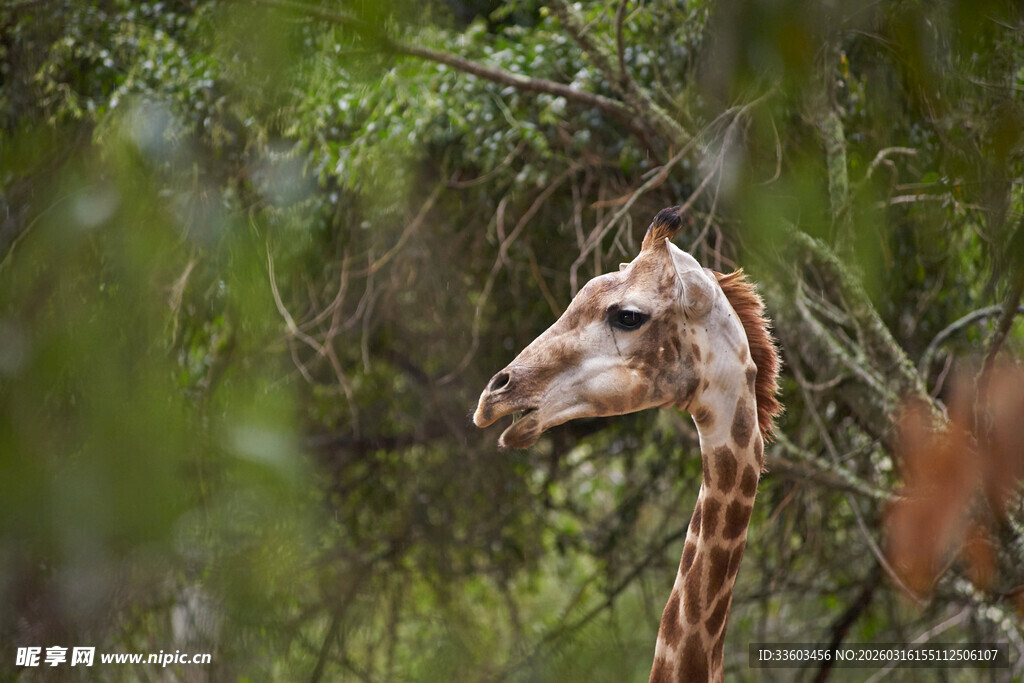长颈鹿于林间的优雅侧影