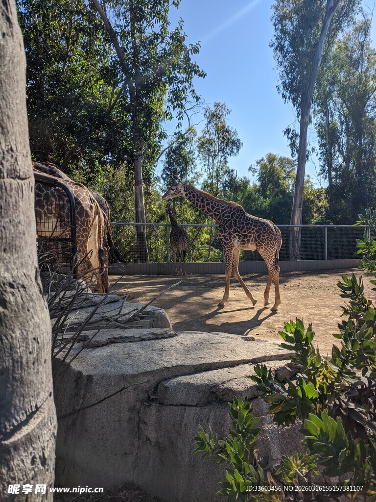 动物园中漫步的可爱长颈鹿
