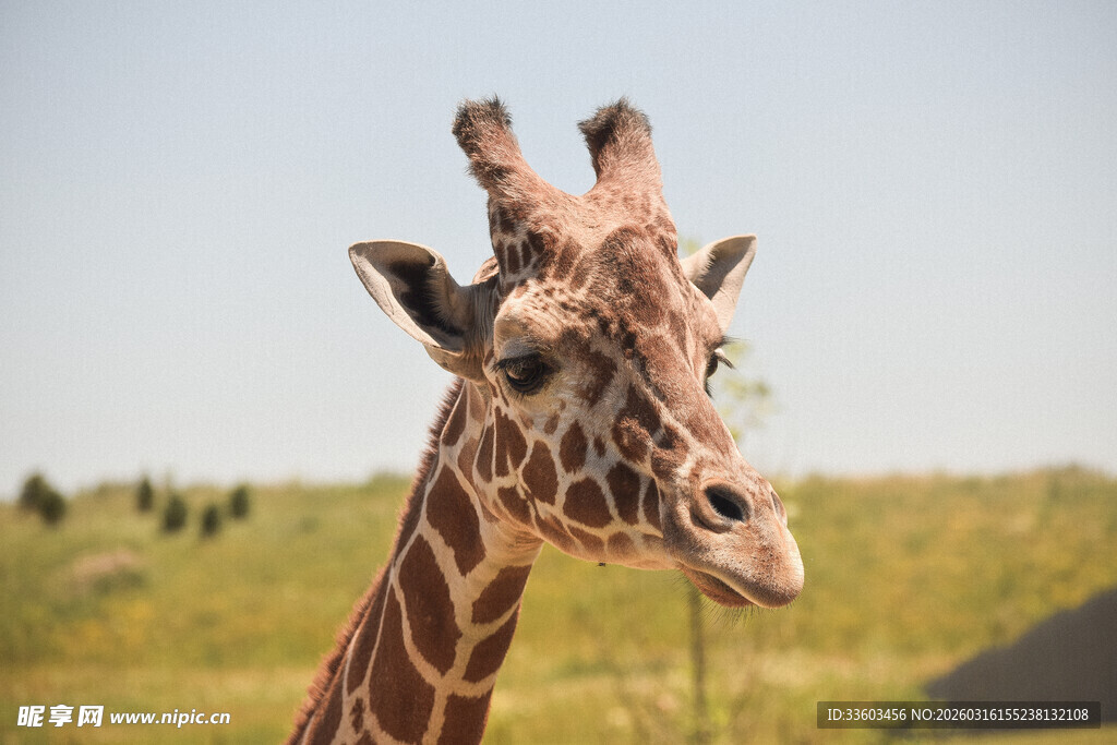 草原上的长颈鹿特写