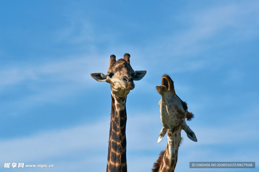 两只长颈鹿仰望蓝天