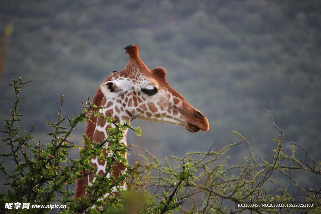 长颈鹿于枝叶间的侧影