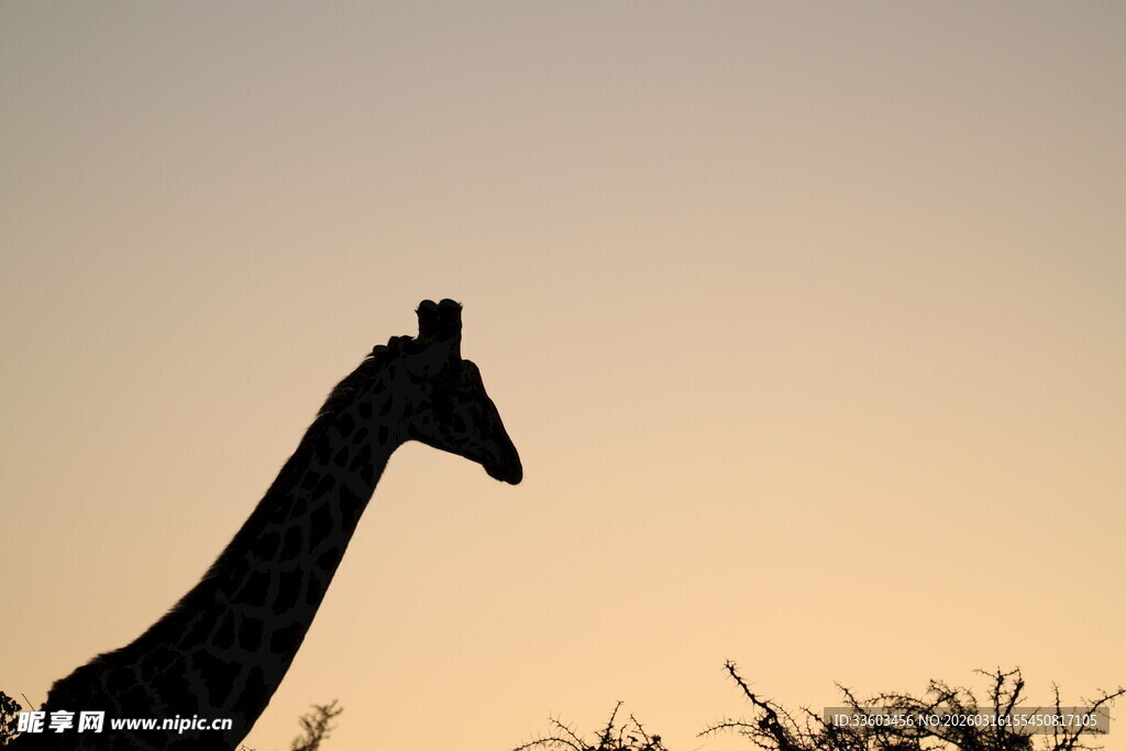 夕阳下的长颈鹿剪影
