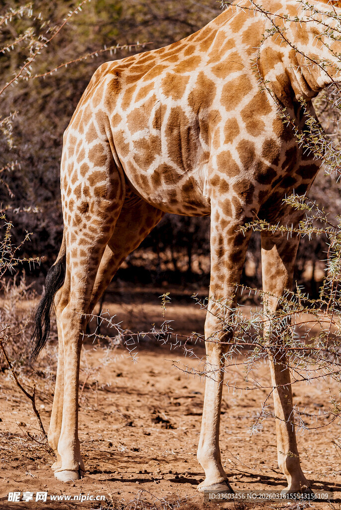 站立在野外的长颈鹿