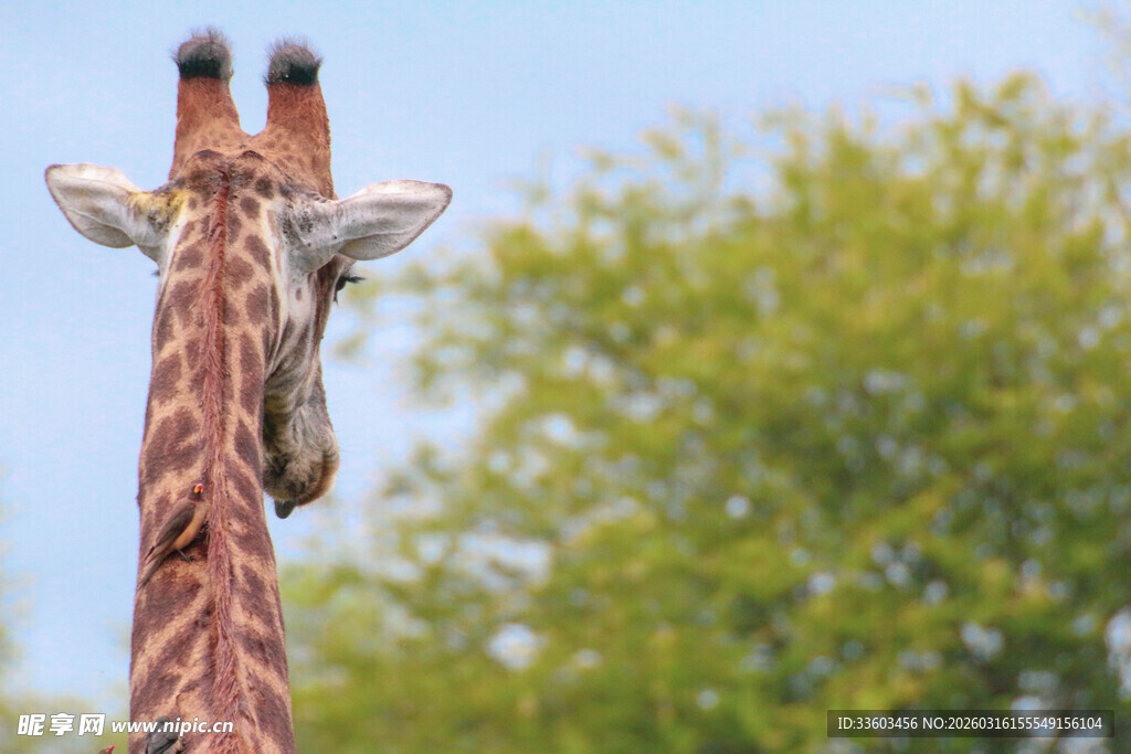 长颈鹿背影与葱郁树木
