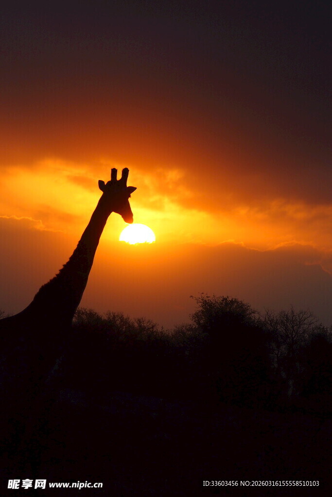 夕阳下的长颈鹿剪影