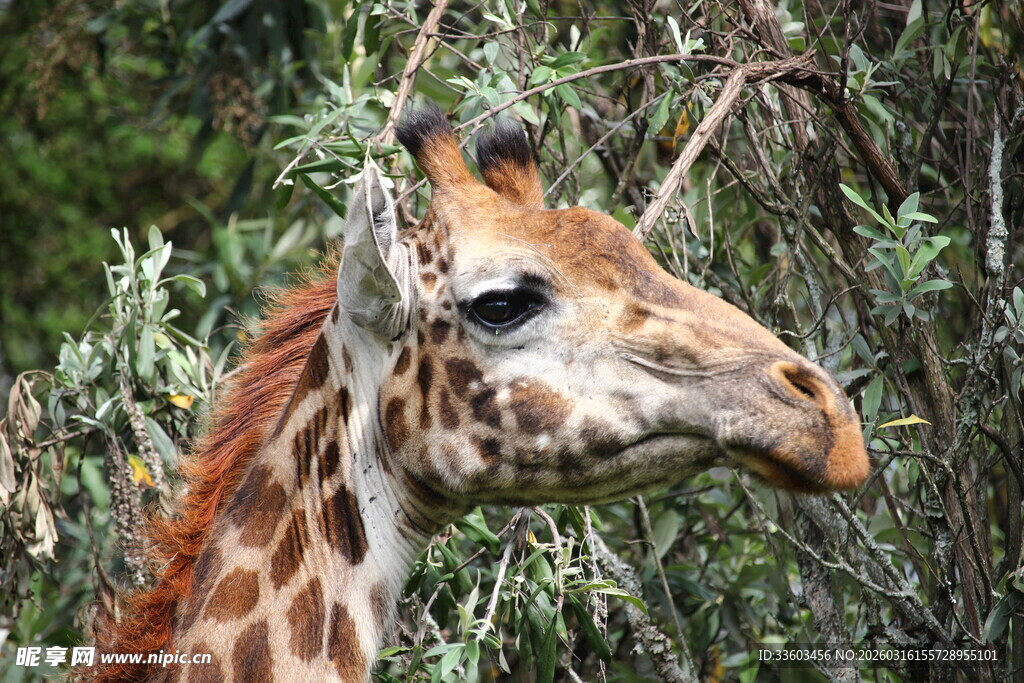 长颈鹿近景特写