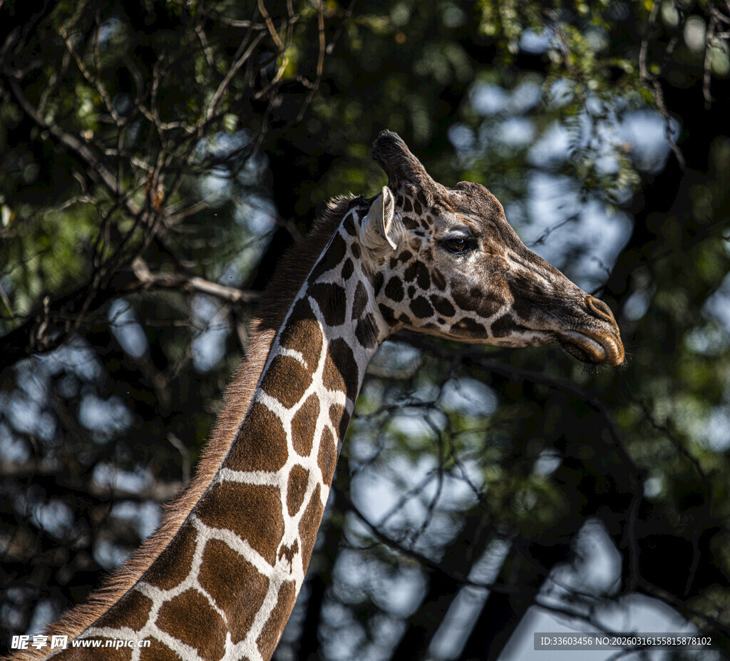 长颈鹿于林间的优雅侧影