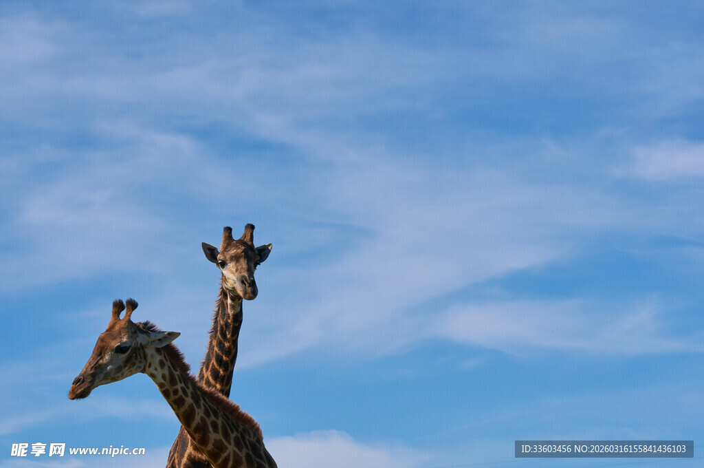 蓝天下的两只长颈鹿