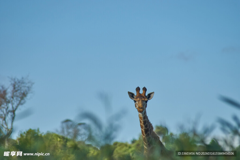 长颈鹿于绿意中仰望蓝天