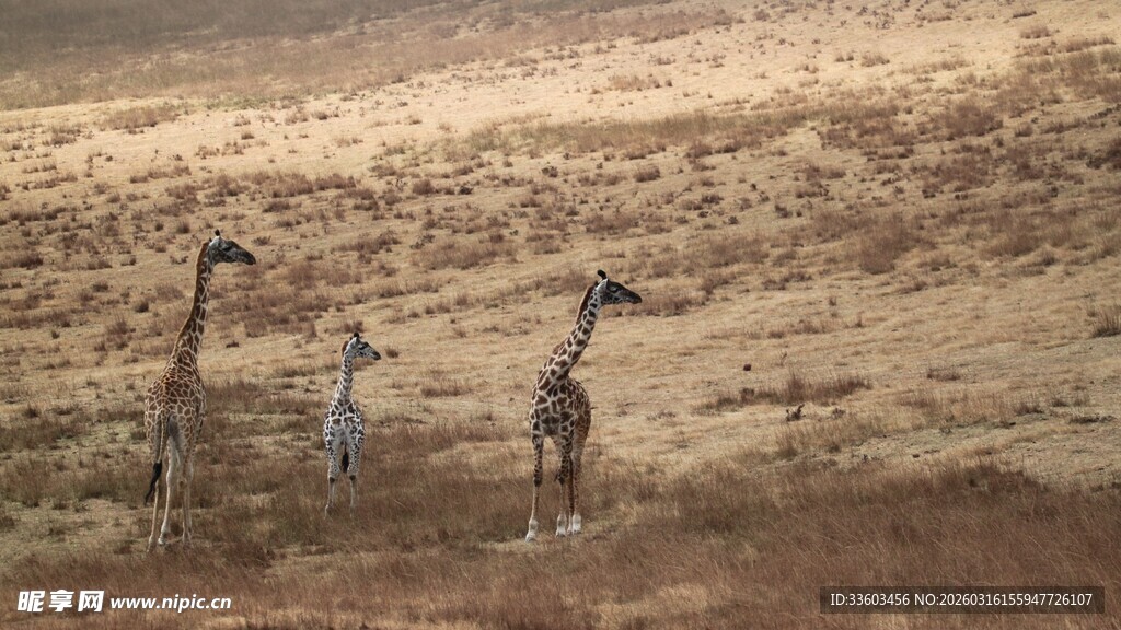 草原上的三只长颈鹿