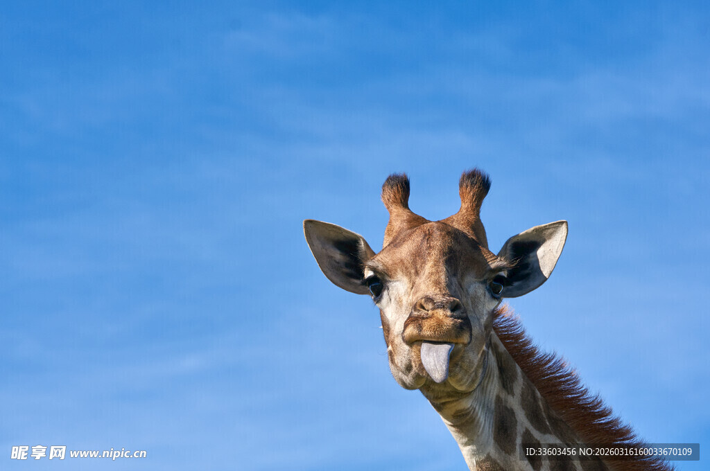 蓝天背景下的可爱长颈鹿