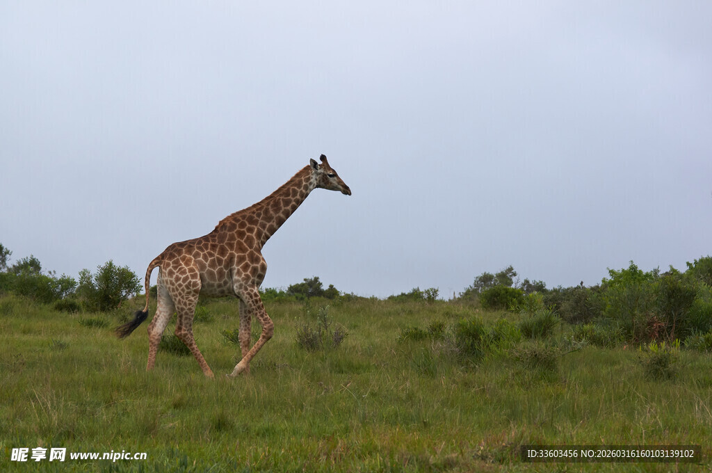 草原上独行的长颈鹿