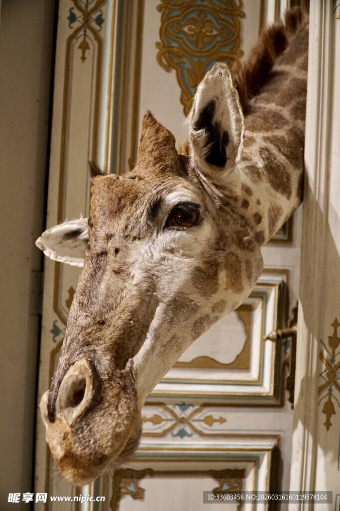 长颈鹿探头室内好奇张望