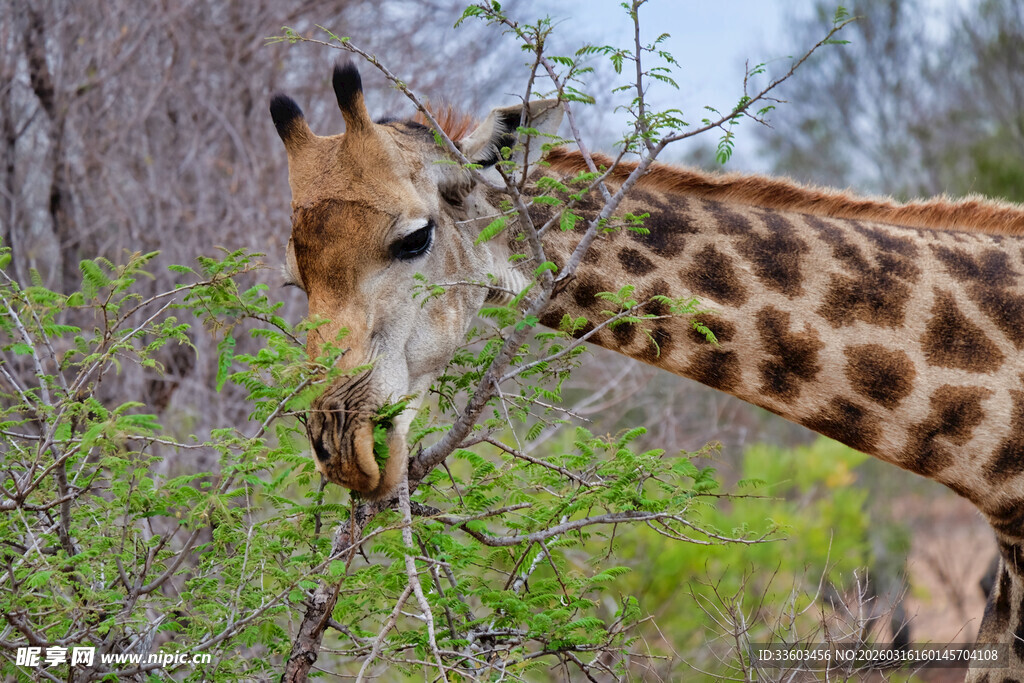 长颈鹿于林间低头进食