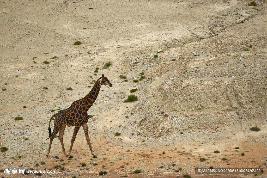 沙漠中的长颈鹿