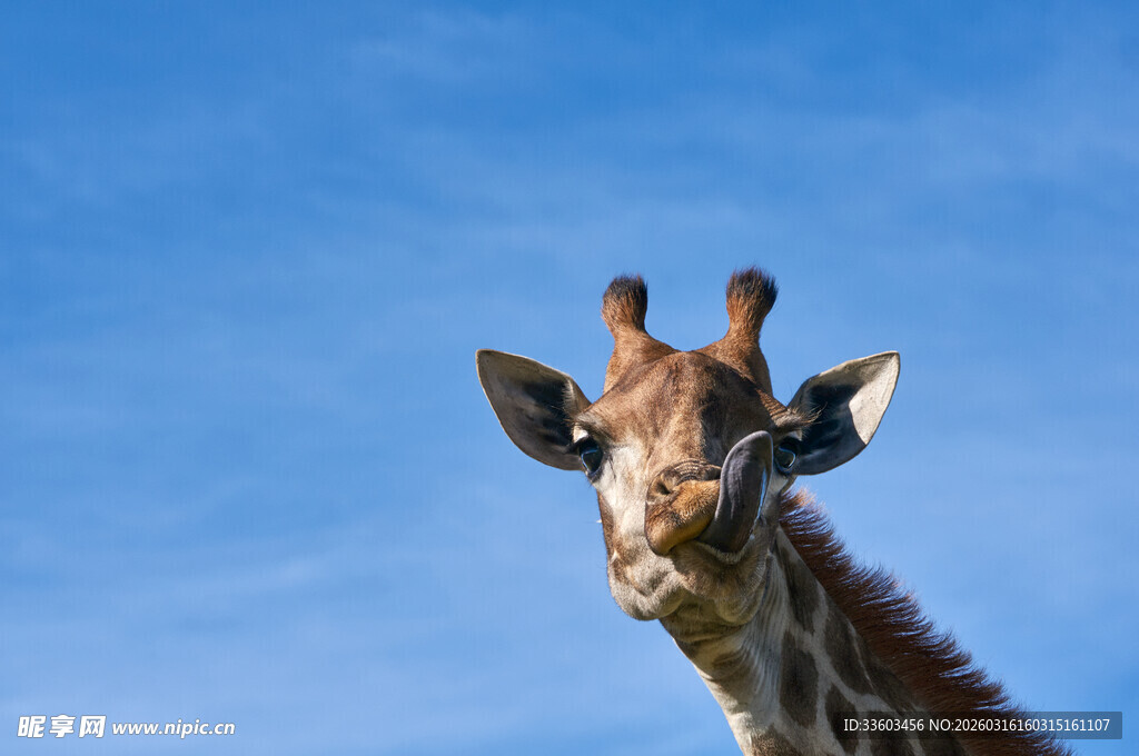 蓝天前的可爱长颈鹿