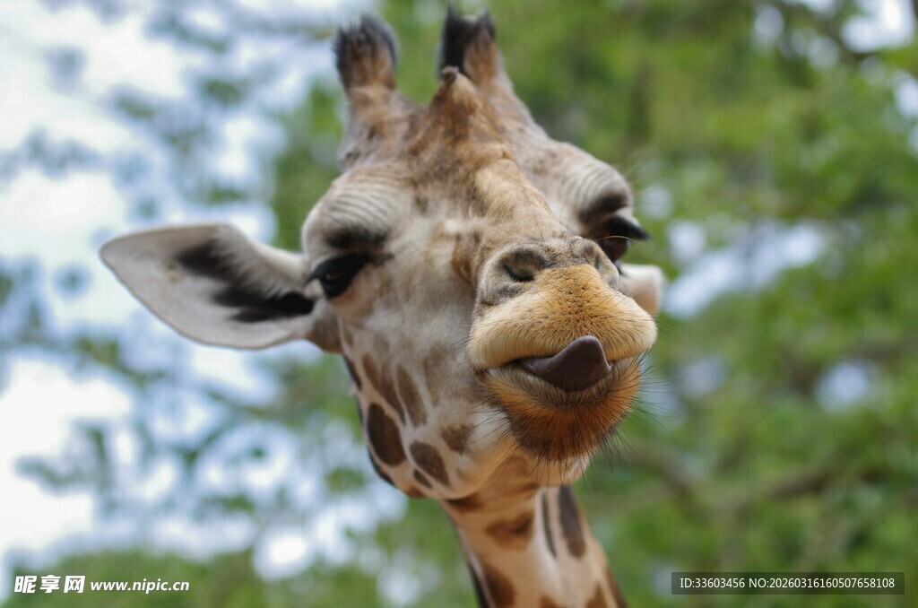 可爱长颈鹿歪头卖萌