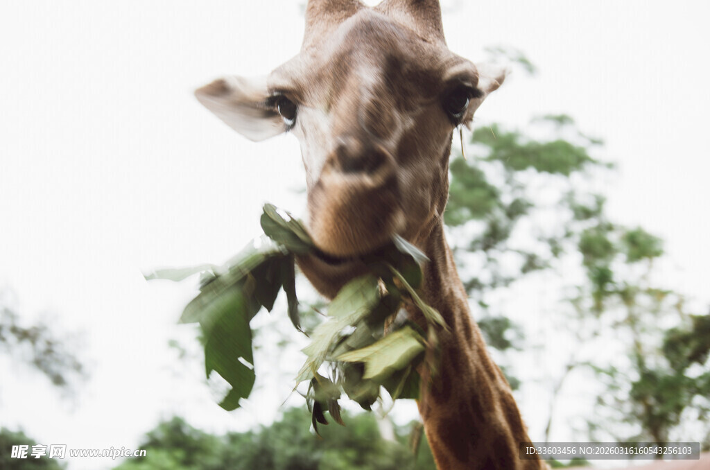 长颈鹿进食嫩绿树叶